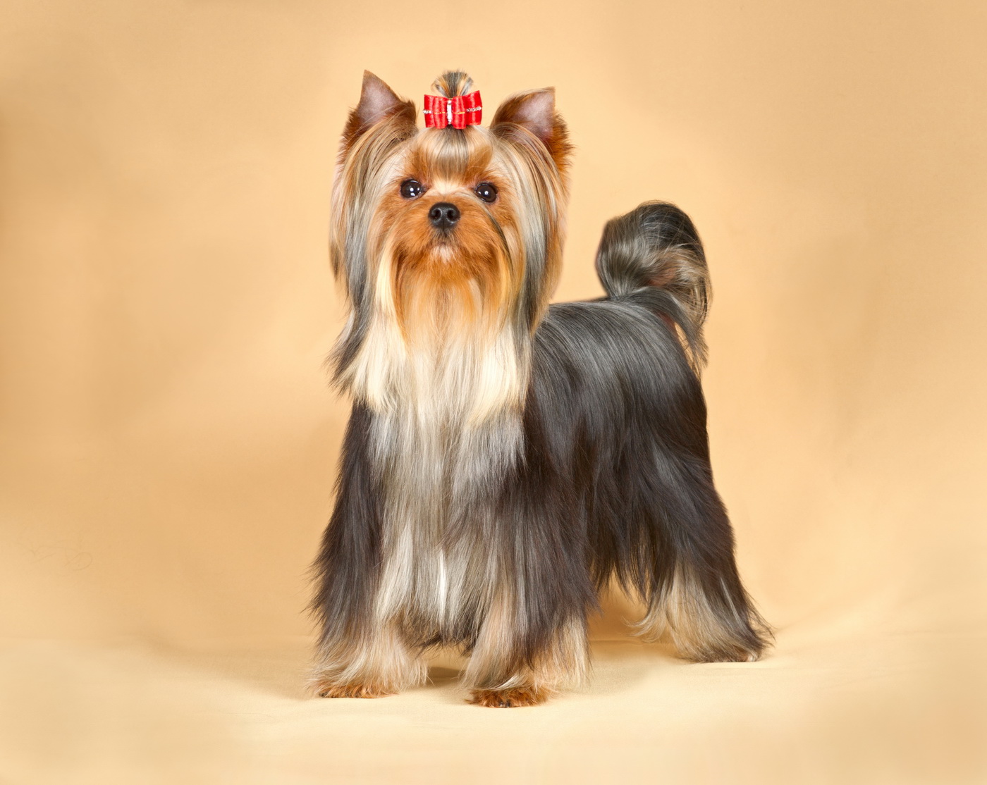 SMILAIN ZHAMAEHL &mdash; Labaza DogPedigree YorkshireTerrier