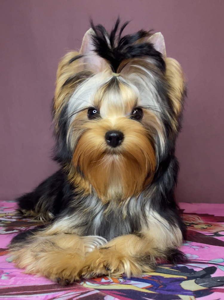 DELEGIT FATI FRANCHESKA &mdash; Labaza DogPedigree YorkshireTerrier
