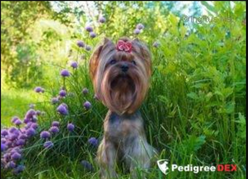  FUNNY FACE STRIBRNE PRANI &mdash; Labaza DogPedigree YorkshireTerrier