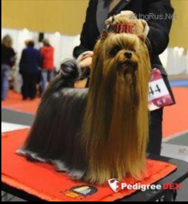  DIOR GOLDEN TRIUMPH &mdash; Labaza DogPedigree YorkshireTerrier