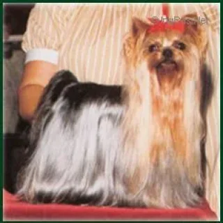 Of Millmoor F'KISS OF MILLMOOR &mdash; Labaza DogPedigree YorkshireTerrier