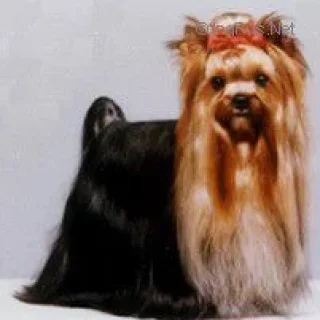  MY PRECIOUS JOSS II &mdash; Labaza DogPedigree YorkshireTerrier