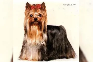 GERONIMO &mdash; Labaza DogPedigree YorkshireTerrier