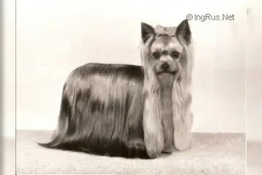  OZMILION TRADITION &mdash; Labaza DogPedigree YorkshireTerrier