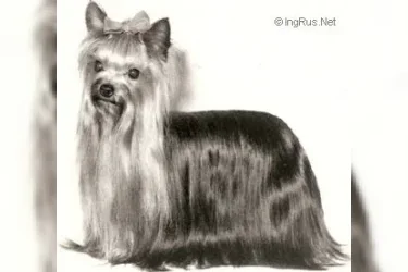  OZMILION MODESTY &mdash; Labaza DogPedigree YorkshireTerrier