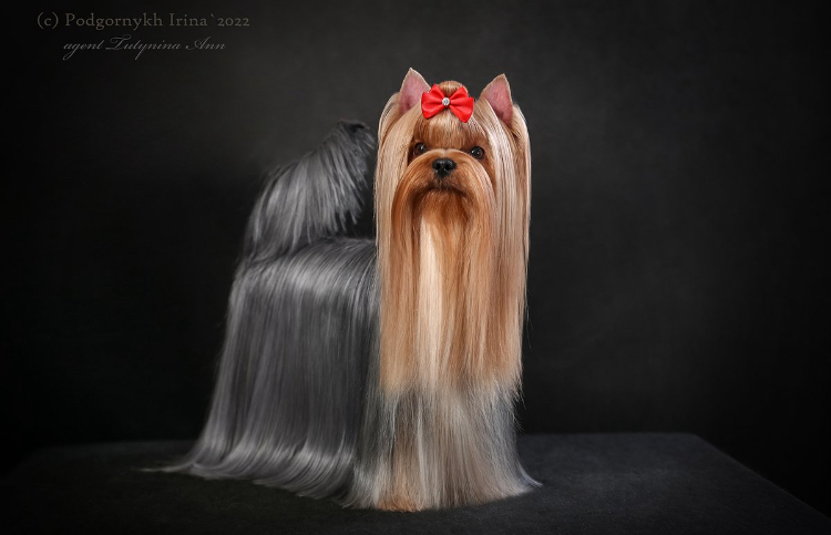  DELEGIT FATI KAROLINA &mdash; Labaza DogPedigree YorkshireTerrier