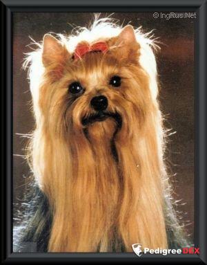  TWIN'STAR DU GUE DE L'ADOUR &mdash; Labaza DogPedigree YorkshireTerrier