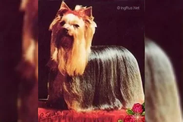 OZMILION MILLONAIRE &mdash; Labaza DogPedigree YorkshireTerrier