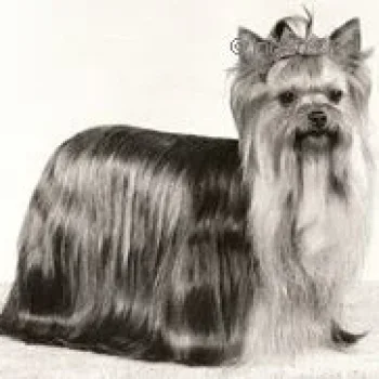  OZMILION HEARTS DESIRE &mdash; Labaza DogPedigree YorkshireTerrier