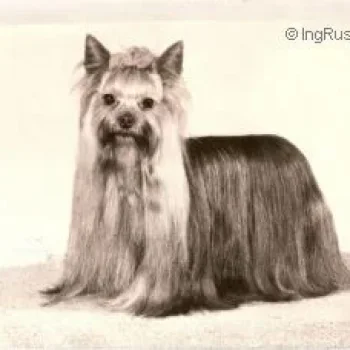OZMILION STORY OF ROMANCE &mdash; Labaza DogPedigree YorkshireTerrier