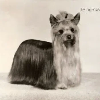  OZMILION DESTINY &mdash; Labaza DogPedigree YorkshireTerrier