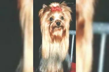 LEGATO OF MILLMOOR &mdash; Labaza DogPedigree YorkshireTerrier