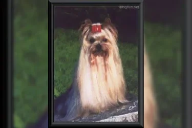  OZIGGY BOY DU GUE DE L'ADOUR &mdash; Labaza DogPedigree YorkshireTerrier
