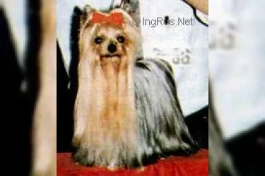  DARELL OF ROJANA &mdash; Labaza DogPedigree YorkshireTerrier