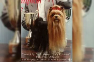  HANDMADE &mdash; Labaza DogPedigree YorkshireTerrier