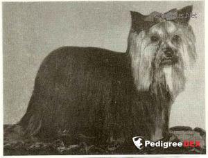 BLUE FLASH OF STREAMGLEN &mdash; Labaza DogPedigree YorkshireTerrier