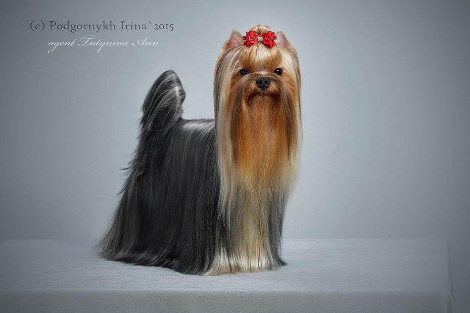 STREET FLASH STREET FLASH GRATSIYA &mdash; Labaza DogPedigree YorkshireTerrier