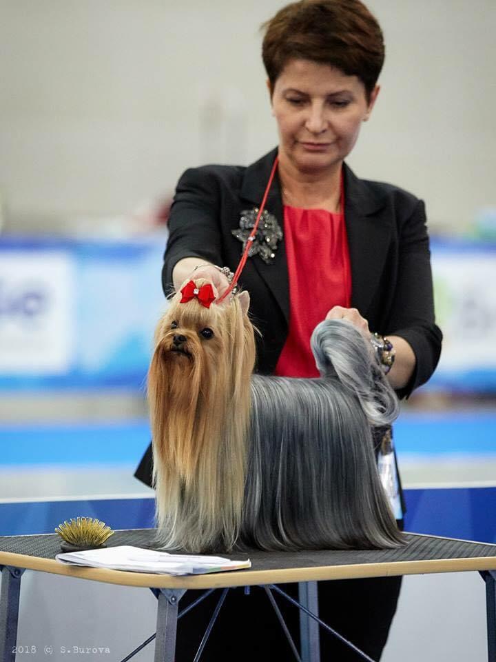 STREET FLASH STREET FLASH FLORENCE &mdash; Labaza DogPedigree YorkshireTerrier