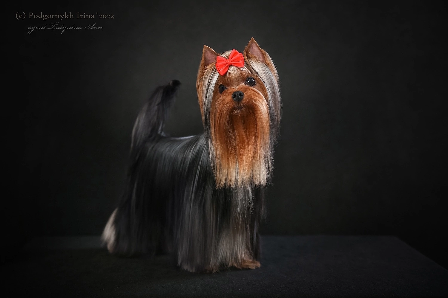 STREET FLASH STREET FLASH CHINZANO || &mdash; Labaza DogPedigree YorkshireTerrier