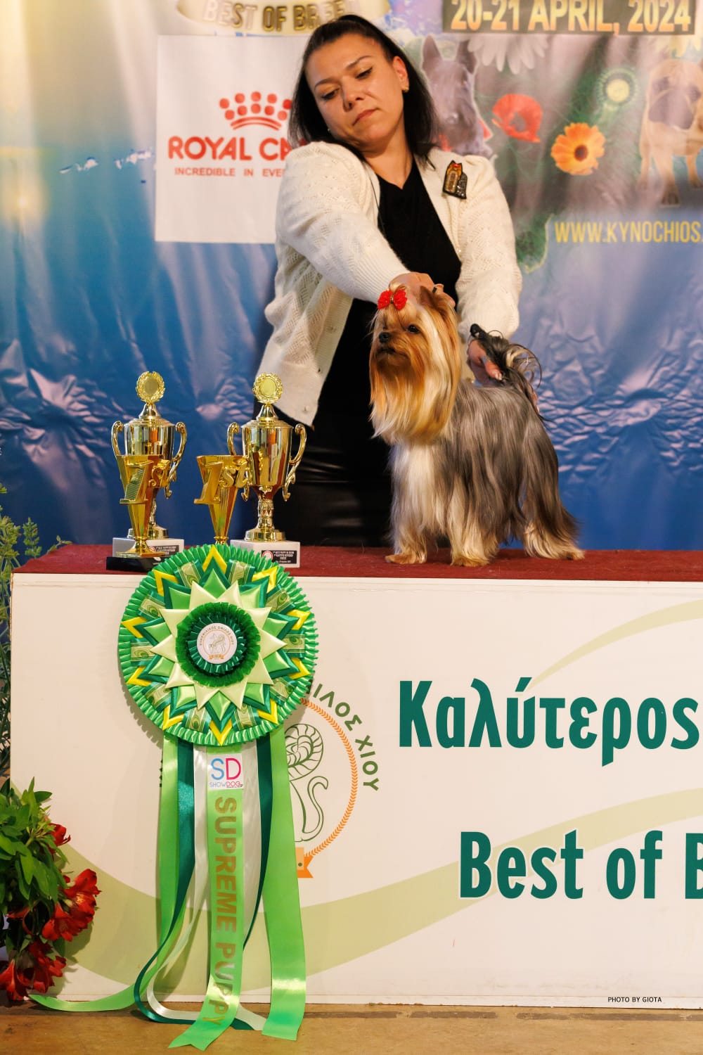  LARANTA BIG TIME &mdash; Labaza DogPedigree YorkshireTerrier