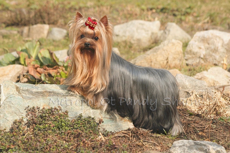 OT PANDI SHARM METROPOL OT PANDI SHARM &mdash; Labaza DogPedigree YorkshireTerrier