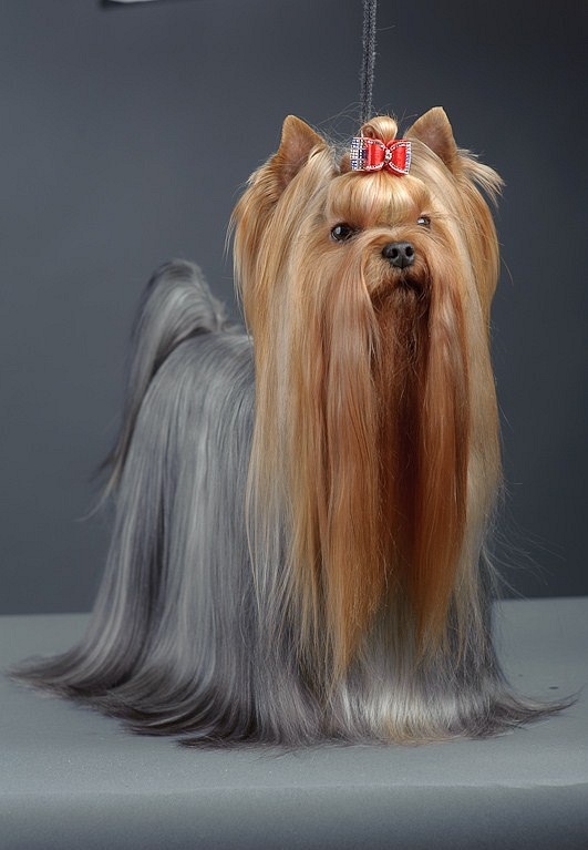 GUEMART'S BEST IN SHOW