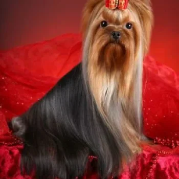 Blue Amulet BLUE AMULET NEW SHOWFIRE &mdash; Labaza DogPedigree YorkshireTerrier