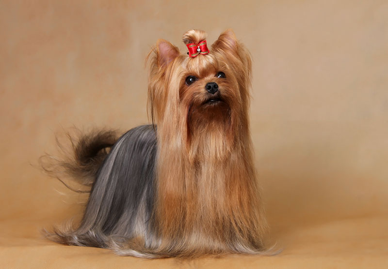  MINI SHOP JULIA LAMBERT &mdash; Labaza DogPedigree YorkshireTerrier
