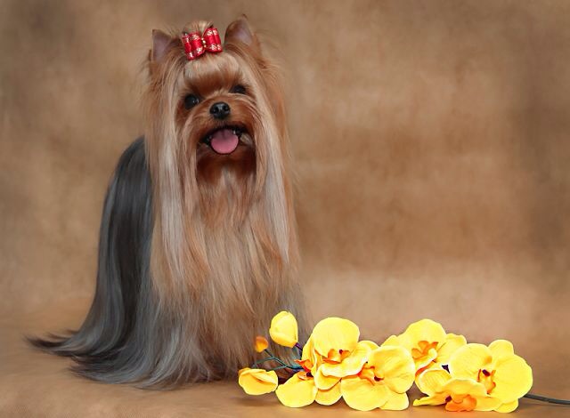 OLIMPIK HOF REINBOU GERL &mdash; Labaza DogPedigree YorkshireTerrier
