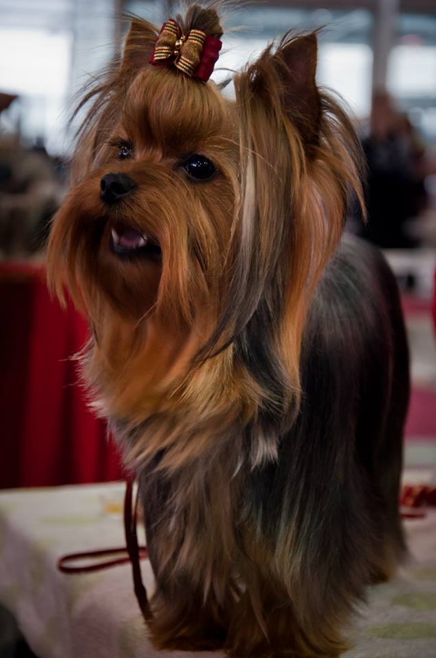 OLIMPIK HOF OLIMPIK HOF ZEMFIRA &mdash; Labaza DogPedigree YorkshireTerrier