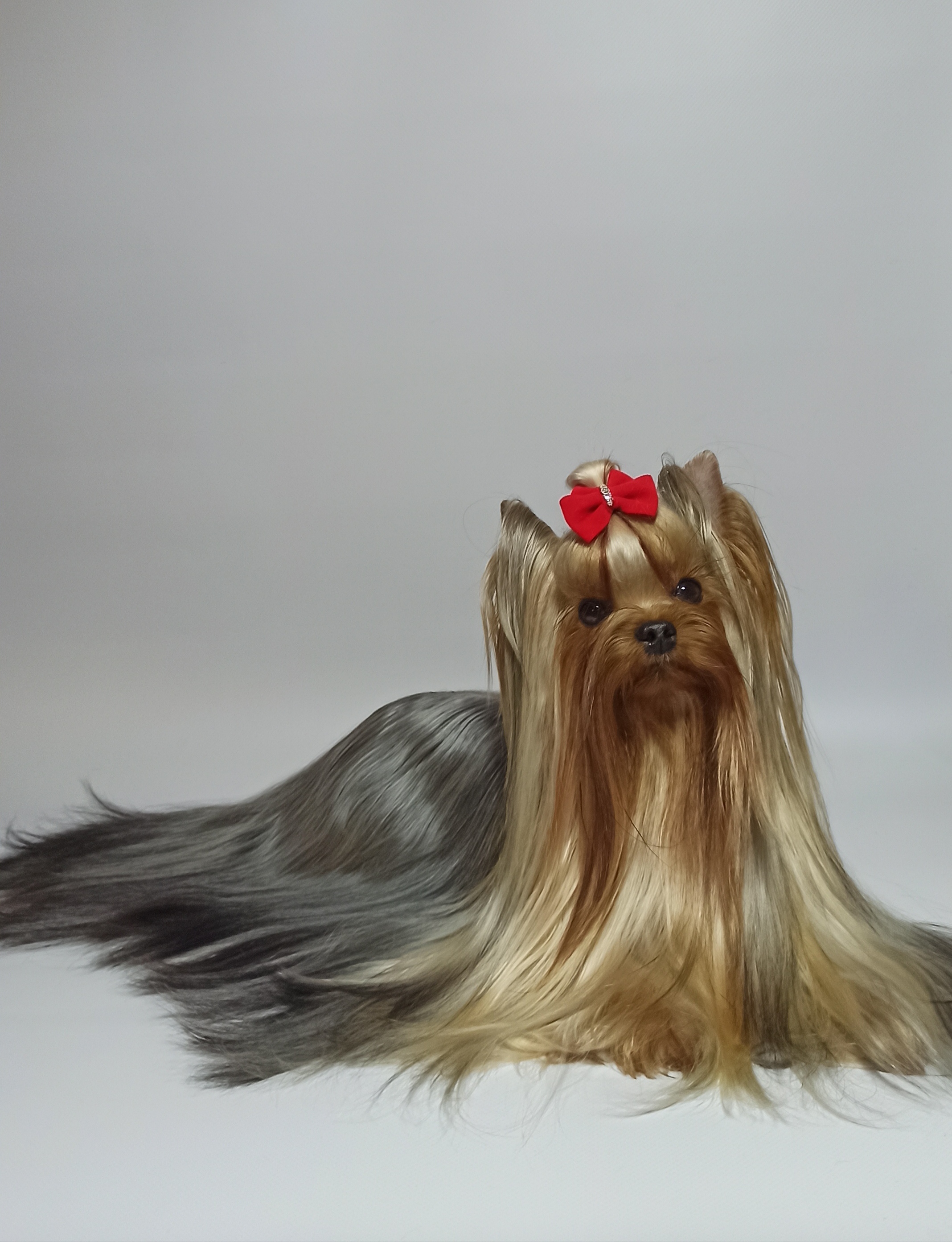 As'Torria Life OLIVIA YUMI-MEI &mdash; Labaza DogPedigree YorkshireTerrier