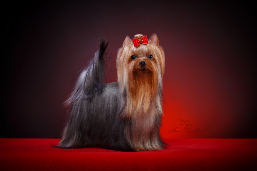 VIDEO STAR CHIVAS REGAL &mdash; Labaza DogPedigree YorkshireTerrier