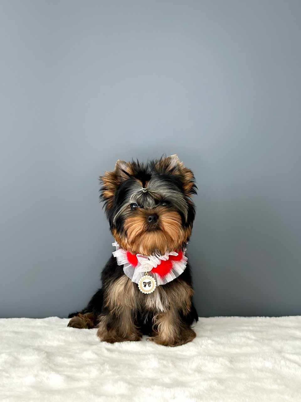 L’Yana De Vista L’YANA DE VISTA TSARINA &mdash; Labaza DogPedigree YorkshireTerrier