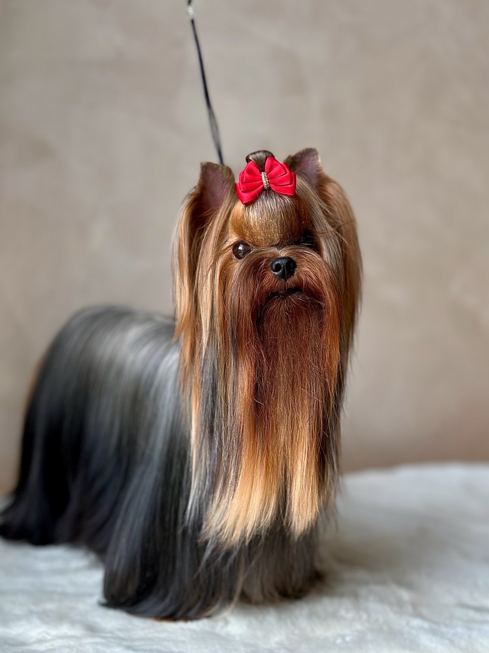 L’Yana De Vista L’YANA DE VISTA PAPAYA &mdash; Labaza DogPedigree YorkshireTerrier