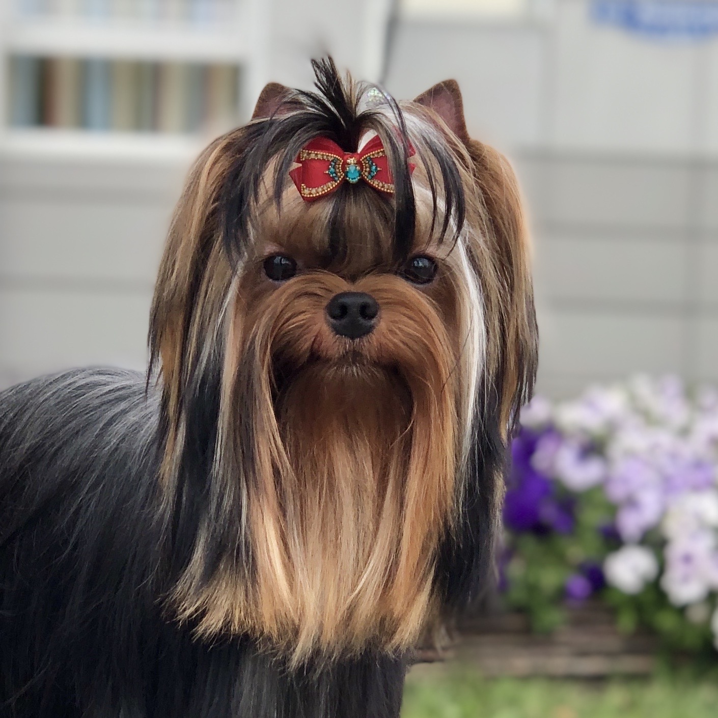L’Yana De Vista L’YANA DE VISTA FLIRT &mdash; Labaza DogPedigree YorkshireTerrier