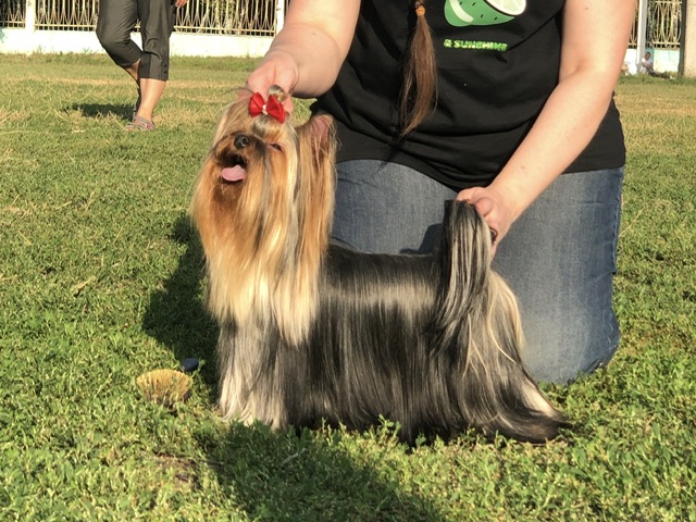 L’Yana De Vista L’YANA DE VISTA RUMBA SOLO &mdash; Labaza DogPedigree YorkshireTerrier