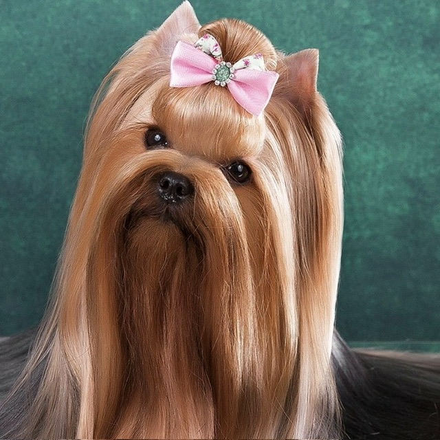 L’Yana De Vista L’YANA DE VISTA MISS MACARENA &mdash; Labaza DogPedigree YorkshireTerrier