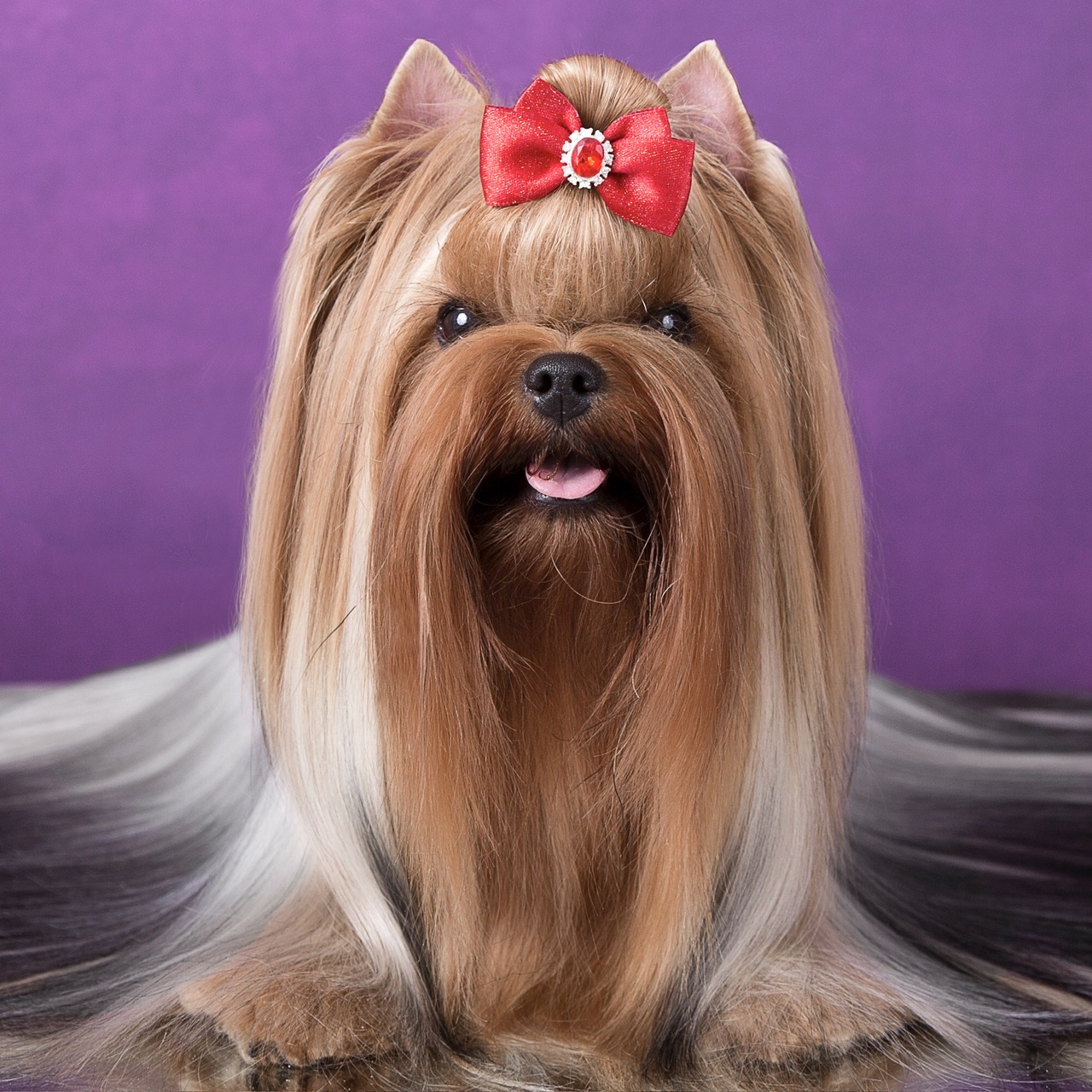 L’Yana De Vista L’YANA DE VISTA NEWMARY &mdash; Labaza DogPedigree YorkshireTerrier