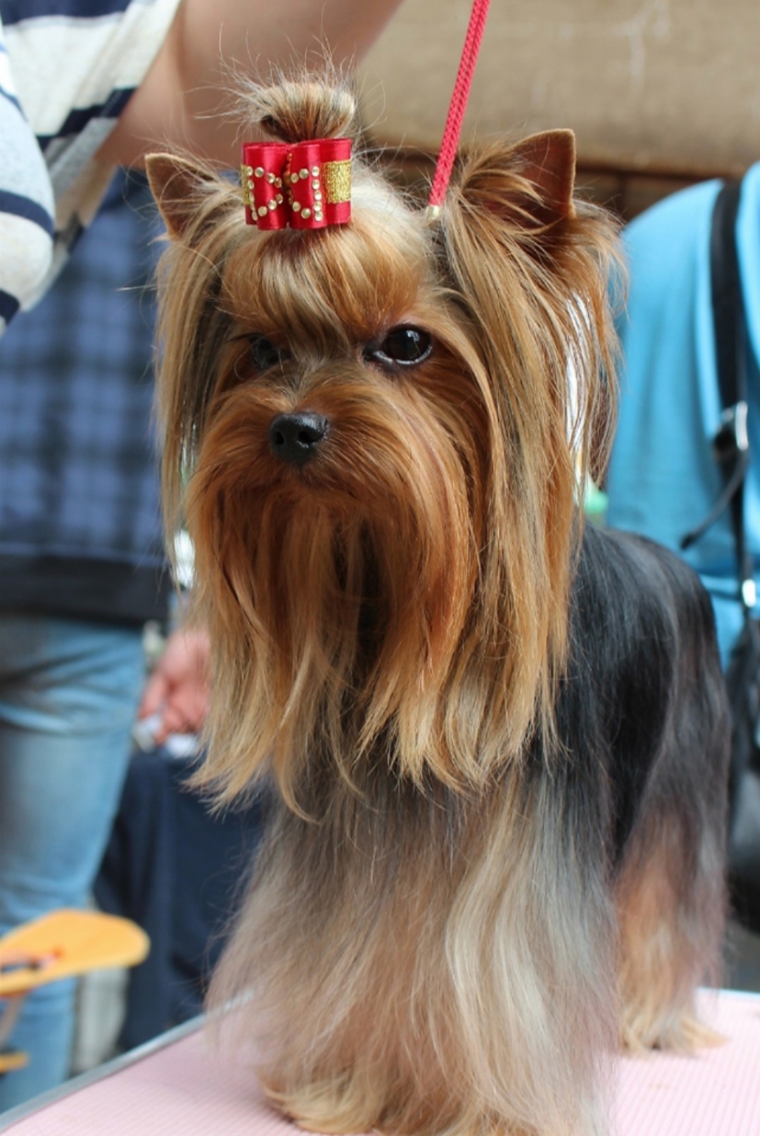 Video Star VIDEO STAR VIL'GEL'M &mdash; Labaza DogPedigree YorkshireTerrier