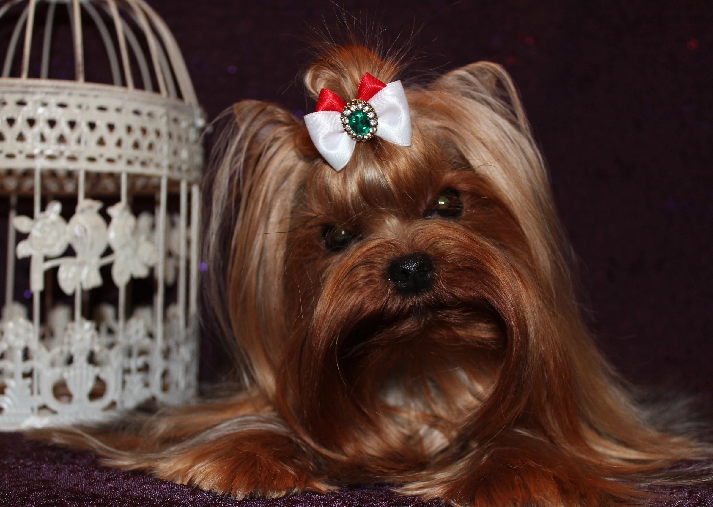 MAL ZOLOTNIK MAL ZOLOTNIK IRRESISTABLE LADY &mdash; Labaza DogPedigree YorkshireTerrier