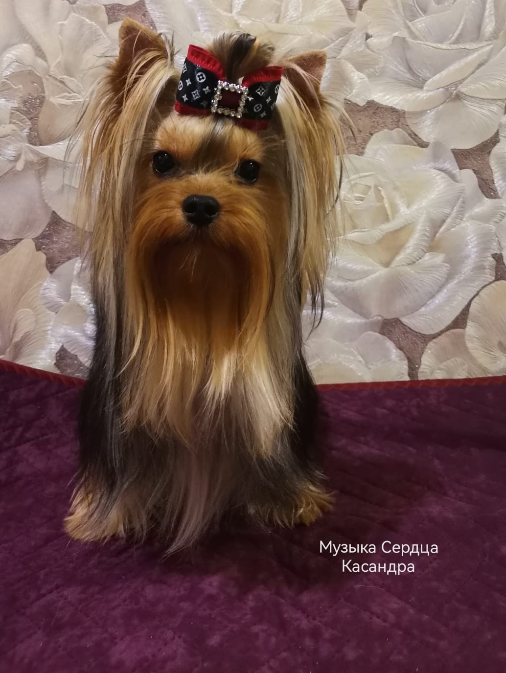 Muzyka Serdtsa MUZYKA SERDTSA KASSANDRA &mdash; Labaza DogPedigree YorkshireTerrier