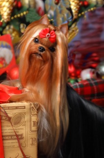  ROYAL BOUTIQUE FRENCH KISS &mdash; Labaza DogPedigree YorkshireTerrier