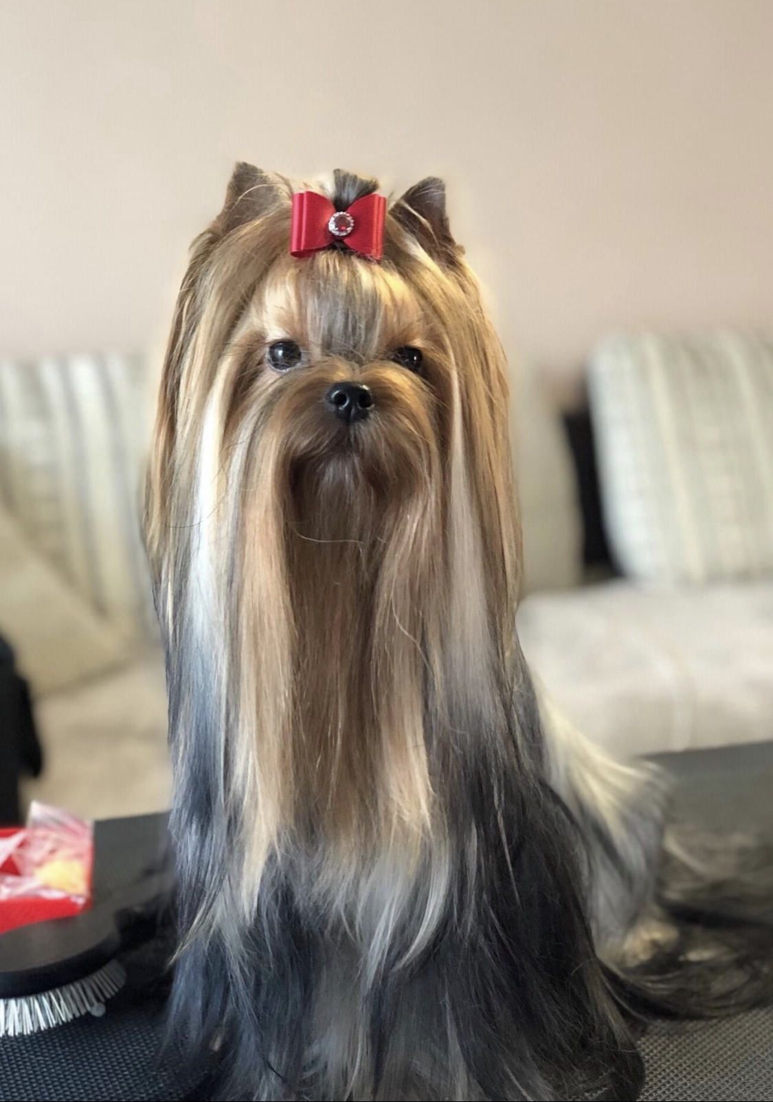 L’Yana De Vista L’YANA DE VISTA PANDORA &mdash; Labaza DogPedigree YorkshireTerrier