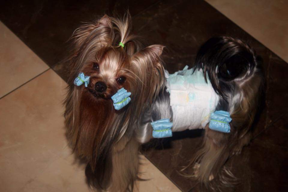 GUEMART FAHRENHEIT &mdash; Labaza DogPedigree YorkshireTerrier