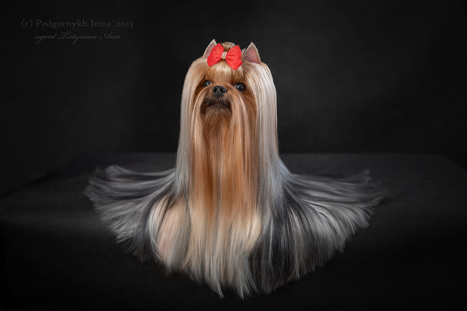Amore Bravo AMORE BRAVO MARELLA FERRERA &mdash; Labaza DogPedigree YorkshireTerrier