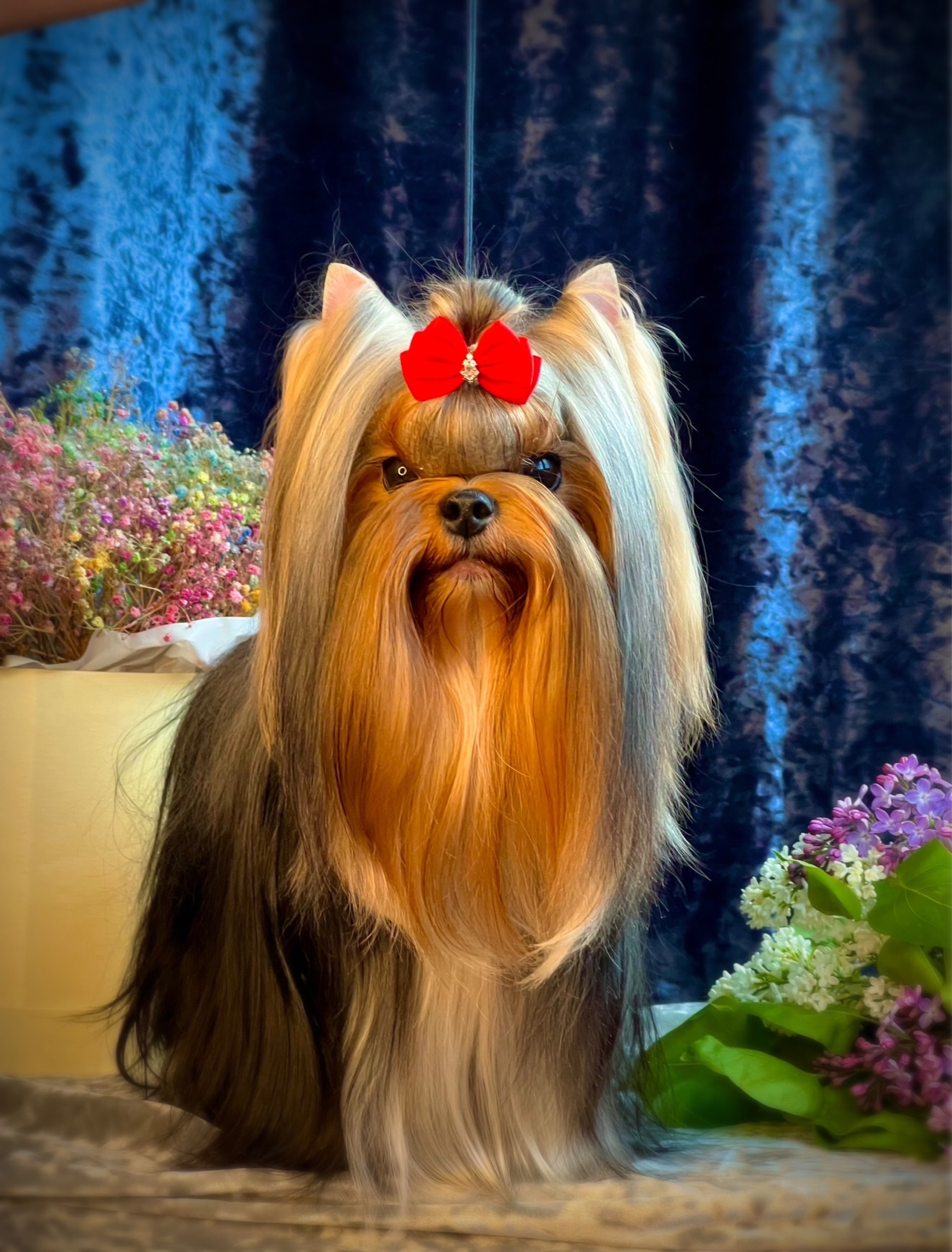 Amore Bravo AMORE BRAVO LORIELLE &mdash; Labaza DogPedigree YorkshireTerrier