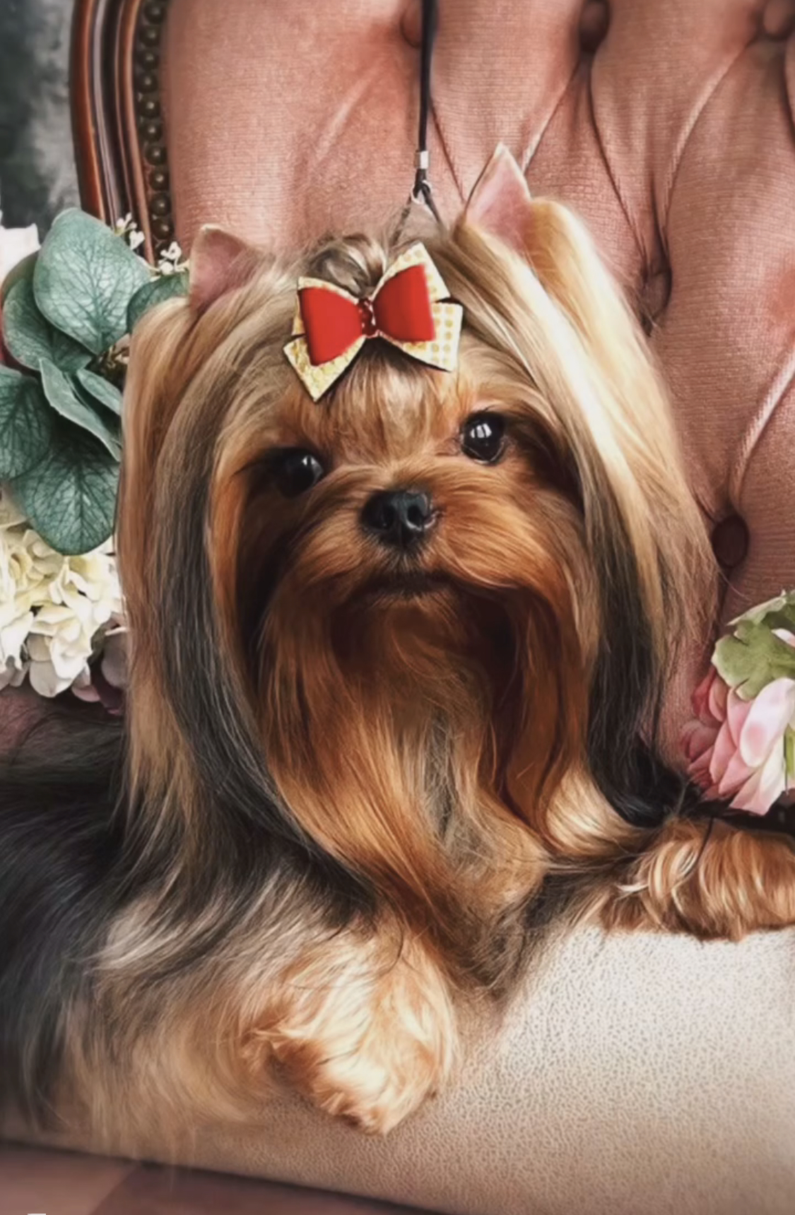 Amore Bravo AMORE BRAVO ORIANA &mdash; Labaza DogPedigree YorkshireTerrier