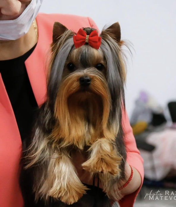 Schastlivy mir SCHASTLIVY MIR LOUVRE &mdash; Labaza DogPedigree YorkshireTerrier