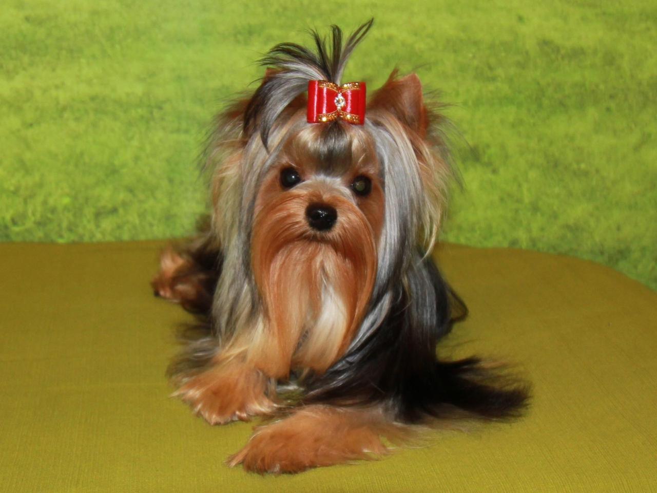 HUNDERWOOD JUST GOOD NEWS &mdash; Labaza DogPedigree YorkshireTerrier