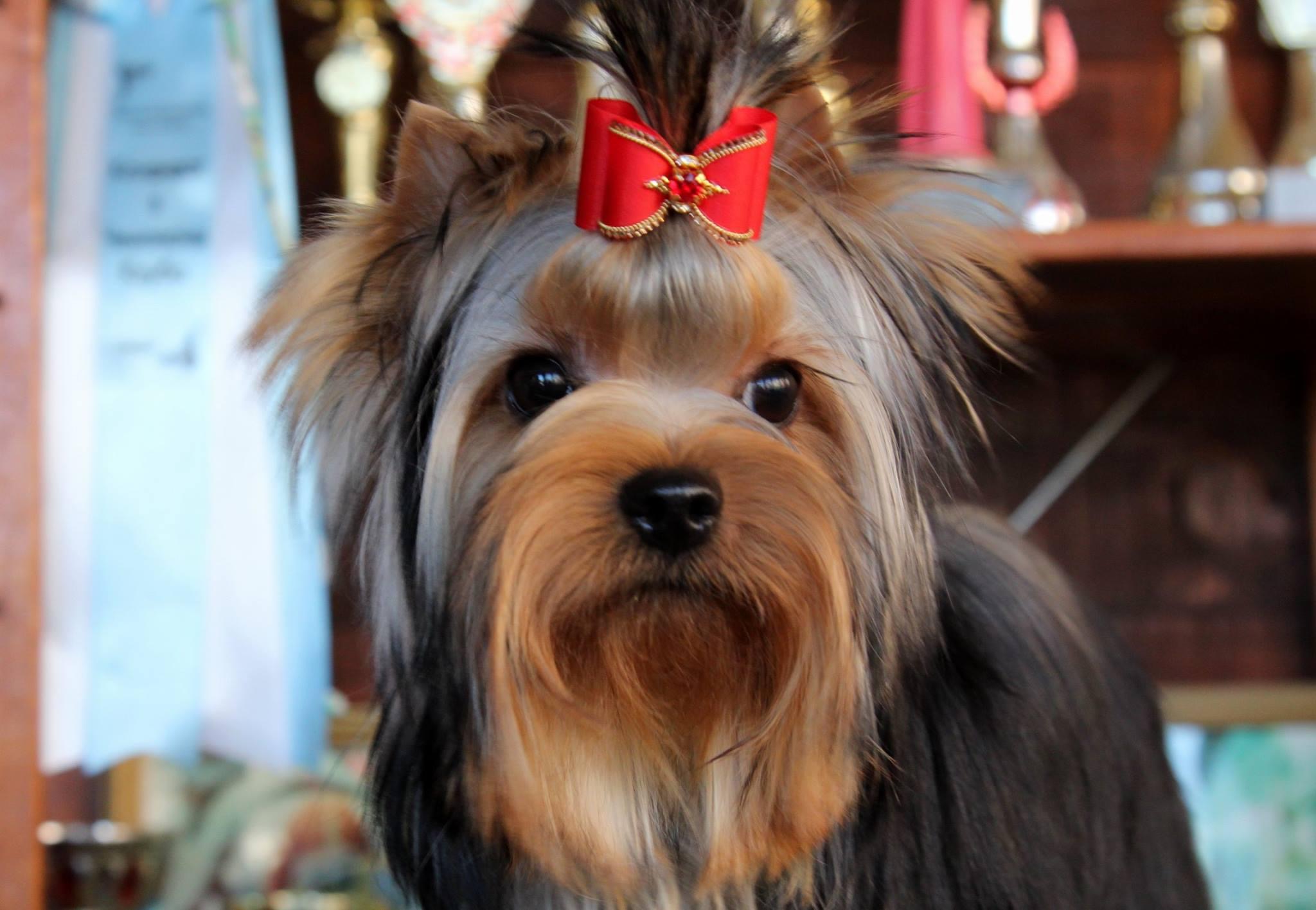  SCHASTLIVY MIR ROMANTICA &mdash; Labaza DogPedigree YorkshireTerrier